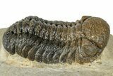 Multi-Toned Morocops Trilobite - Visible Eye Facets #271930-1
